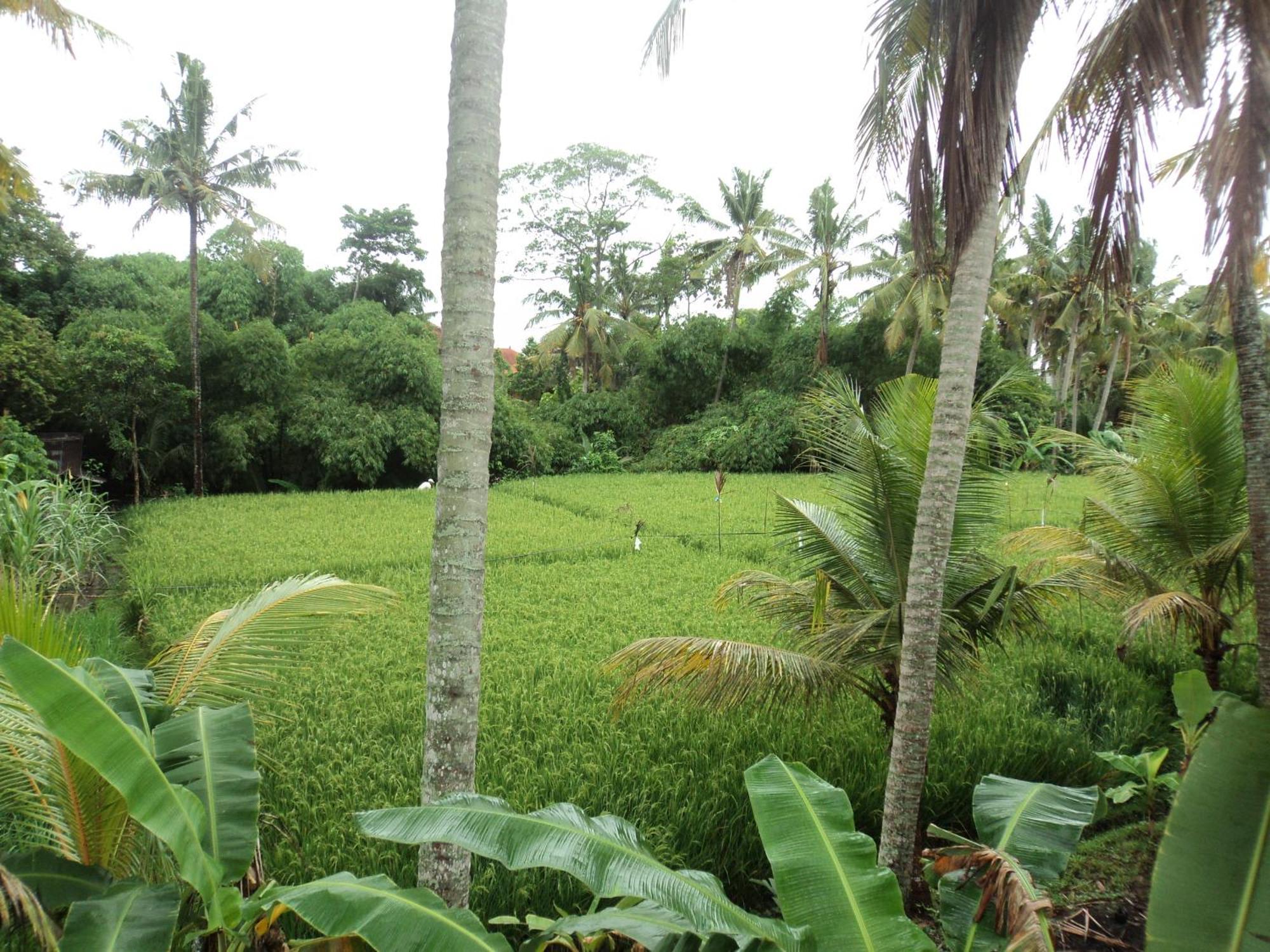 Villa Bhuana Alit Ubud  Room photo